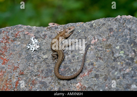 Nahaufnahme des gemeinen Eidechse (Zootoca Vivipara) auf Felsen Stockfoto