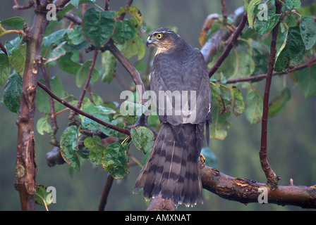 Sperber Accipiter Nisus UK Stockfoto