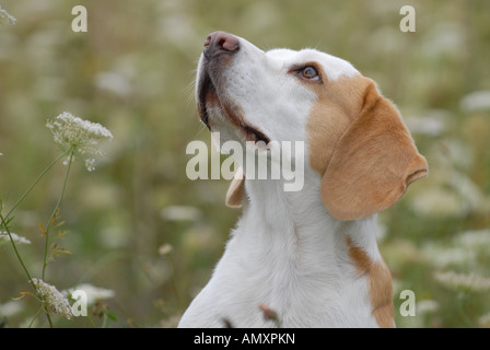 Nahaufnahme von Beagle-Hund im Feld nachschlagen Stockfoto
