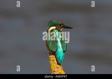 Eisvogel Alcedo Atthis Stodmarsh nationale Natur-Reserve-Kent Stockfoto