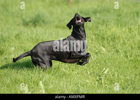 Labrador im Feld spielen Stockfoto