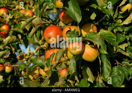 Nahaufnahme der rote Äpfel am Baum wachsen Stockfoto