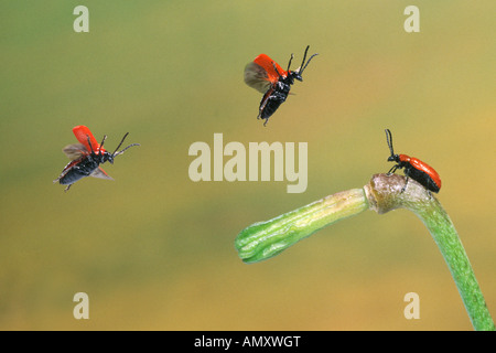 Drei rote Lilie Käfer ((Lilioceris Lilii) fliegen über Blume Stockfoto