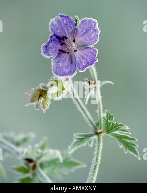 Nahaufnahme der blühenden Blumen von Geranium pratense Stockfoto