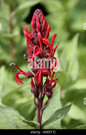 Devils Tobacco, Lobelia tupa, Campanulaceae Stockfoto