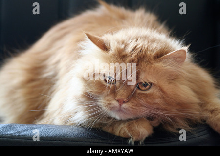 Nahaufnahme der Katze Stockfoto
