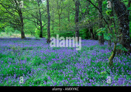 Glockenblumen im westlichen Schottland Ardgarten Stockfoto