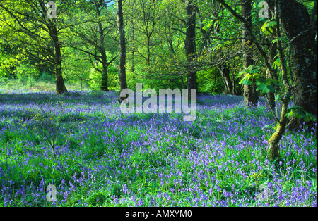 Glockenblumen im westlichen Schottland Ardgarten Stockfoto