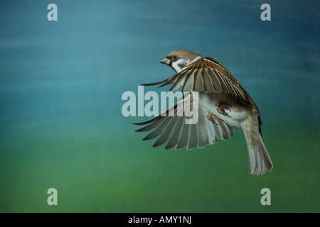Nahaufnahme der Spatz im Flug Stockfoto
