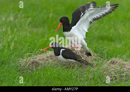 Eurasischen Austernfischer (Haematopus Ostralegus) Vögel Paarung im Feld Stockfoto