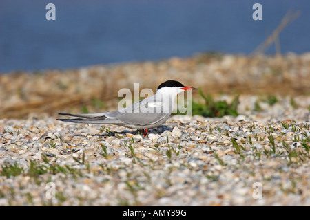 Flußseeschwalbe, Flussseeschwalbe, Flusseeschwalbe, Sterna hirundo Stockfoto