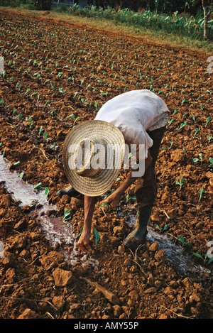 Landarbeiter, die Pflanzen bewässert Pflanzen in ländlichen La Habana Provinz Kuba Stockfoto