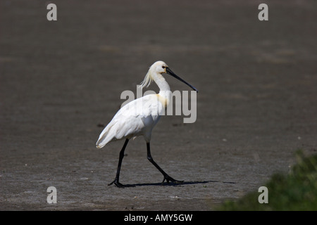 Löffler, Platalea, Leucorodia, Threskiornithidae, Common, Löffler Stockfoto