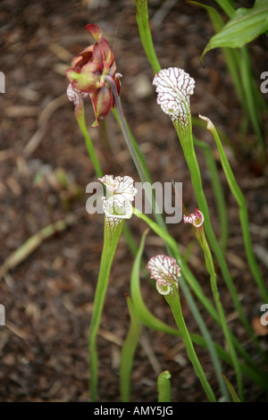 Gelbe Trompeten, Sarracenia alata, Sarraceniaceae. Süd-USA Stockfoto