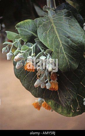 Endemischer Kohlbaum dendroseris litoralis in Blüte auf der Robinson Crusoe Insel Chile Stockfoto