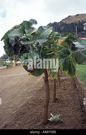 Endemischen Cabbage Tree Dendroseris Litoralis auf Robinson Crusoe Island Chile Stockfoto