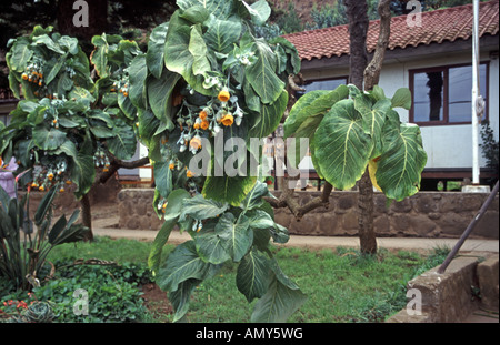 Endemischen Cabbage Tree Dendroseris Litoralis auf Robinson Crusoe Island Chile Stockfoto