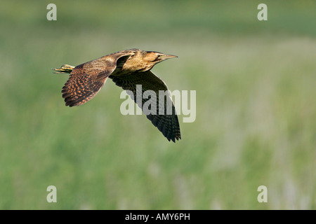 ROHRDOMMEL Botaurus Stellaris im Flug über Schilfbeetes Suffolk August Bittern7266b Stockfoto