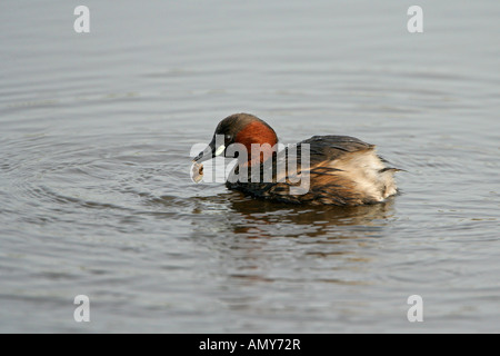 WENIG GREBE Tachybaptus Ruficollis mit Köcherfliegenart Lava Essen Elmley Sümpfe Kent April LittleGrebe8031 Stockfoto