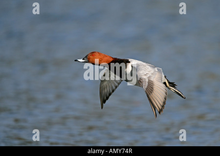 TAFELENTEN Aythya 40-jähriger Mann im Flug Norfolk Februar 2664 Stockfoto