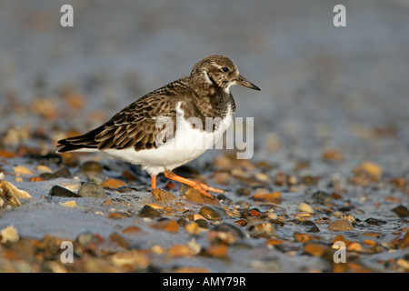 STEINWÄLZER Arenaria Interpres zu Fuß am Strand im Winterkleid Osten Mersea Island Essex Dezember Turnstone5065 Stockfoto