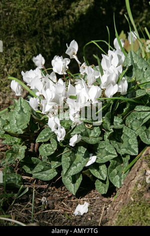 Hardy Alpenveilchen oder Ivy-Leaved Alpenveilchen, Cyclamen Hederifolium Alba (weiße Form) Myrsinaceae Stockfoto