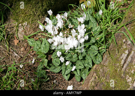 Hardy Alpenveilchen oder Ivy-Leaved Alpenveilchen, Cyclamen Hederifolium Alba (weiße Form) Myrsinaceae Stockfoto