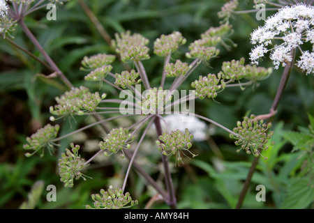 Ground Elder oder Goutweed, Aegopodium podagraria, Apiaceae Stockfoto