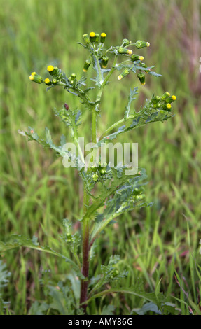 Erdnussgewächse, Senecio vulgaris, Asteraceae Stockfoto