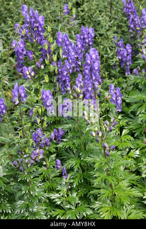 Monkshood aka Aconite oder Wolfsbane, Aconitum napellus, Ranunculaceae Stockfoto