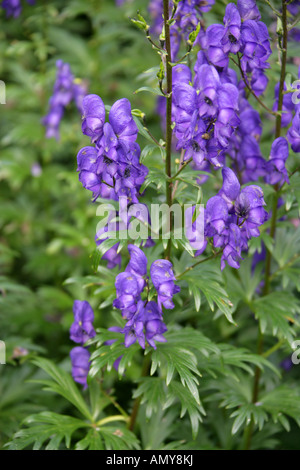 Monkshood Monkshood aka Aconite oder Wolfsbane, Aconitum napellus, Ranunculaceae Stockfoto