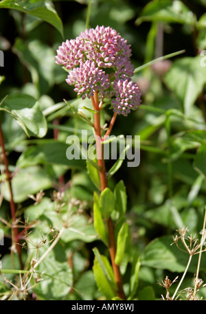 Orpine aka livelong oder Frogs Magen, Hylotephium tephium syn Sedum tephium, Crassulaceae Stockfoto