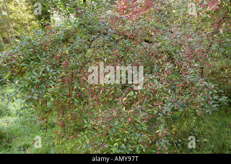 Frucht des Baumes Spindel, Euonymus Europaeus, Celastraceae Stockfoto