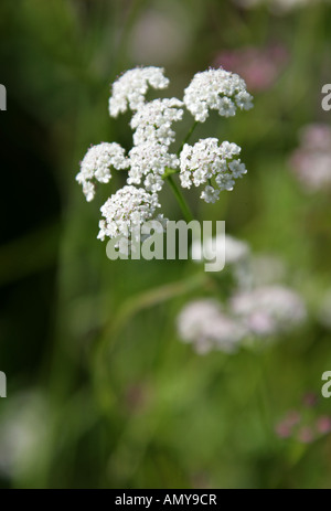 Aufrechte Hedge Petersilie Torilis Japonica Apiaceae Stockfoto