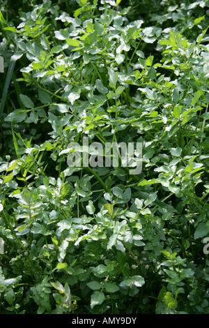 Wilde Brunnenkresse Kapuzinerkresse officinale Stockfoto