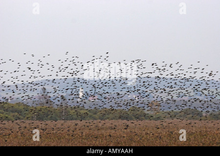 Star Sturnus Vulgaris, Stare, Schwarm, Schwärme, Vogelschwarm, Schwarm, Flug Stockfoto