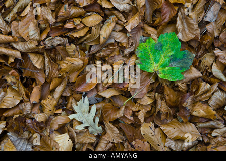 Herbstlaub auf Waldboden Stockfoto