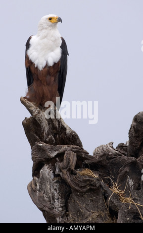 Afrikanischer Fisch Adler Haliaeetus Vocifer Sitzstangen auf abgestorbenen Baum am Chobe Fluss Wasser in Botswana Chobe-Nationalpark Stockfoto