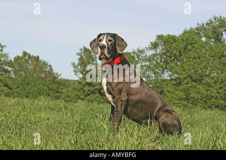 Deutsche Dogge - sitzen auf der Wiese Stockfoto