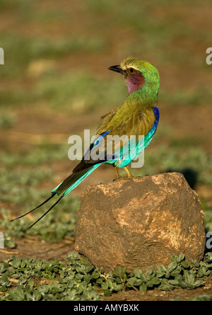 Lilac breasted Rolle Coracias Caudata Sitzstangen auf einem Felsen im Chobe Natioanl Park in Botswana, Afrika Stockfoto