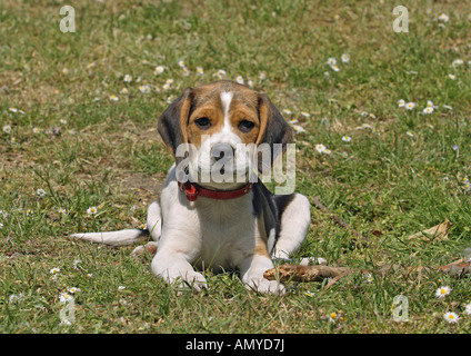 Beagle - Welpen auf der Wiese liegend Stockfoto