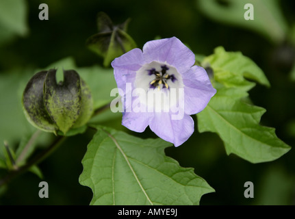 Apple Of Peru oder Shoo Fly Pflanze, Nicandra Physaloides, Solanaceae, Peru, Südamerika. Stockfoto