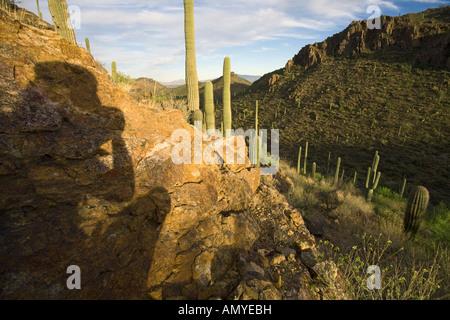 Tucson Mountains Sagurao Nationalpark West Tucson Arizona Stockfoto