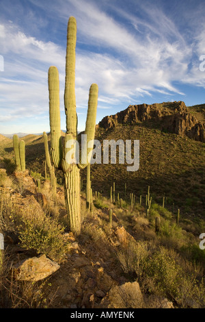 Saguaro Kaktus Cereus Giganteus in der Tucson Berge Saguaro National Park West Tucson Arizona Stockfoto