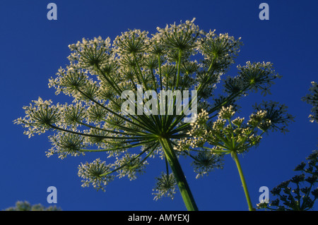 Dolde Bärenklau Heracleum Mantegazzianum Blume auf der Suche von unten gegen blauen Himmel Stockfoto