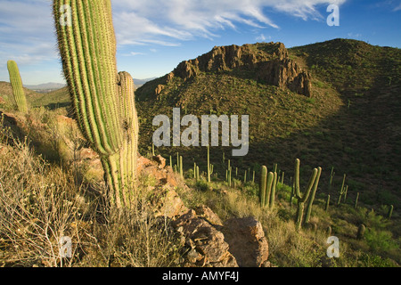 Tucson Mountains Sagurao Nationalpark West Tucson Arizona Stockfoto