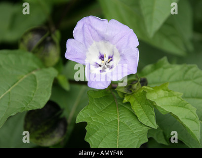 Apple Of Peru oder Shoo Fly Pflanze, Nicandra Physaloides, Solanaceae, Peru, Südamerika Stockfoto