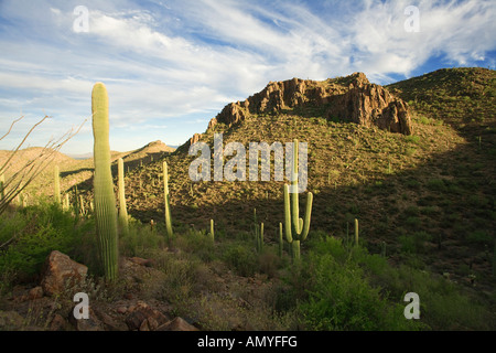 Tucson Mountains Sagurao Nationalpark West Tucson Arizona Stockfoto