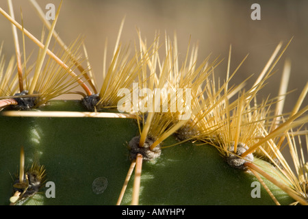 Prickly Pear Cactus Opuntia Engelmannii Wirbelsäule detail Stockfoto
