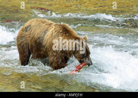 Grizzlybär mit Fisch - im Wasser stehend / Ursus Arctos Horribilis Stockfoto